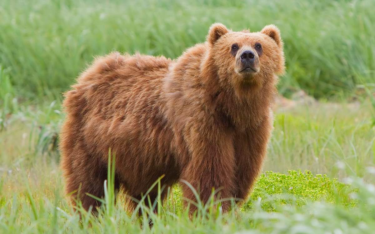 Most powerful bite forces in carnivore land mammals: Kodiak Bear