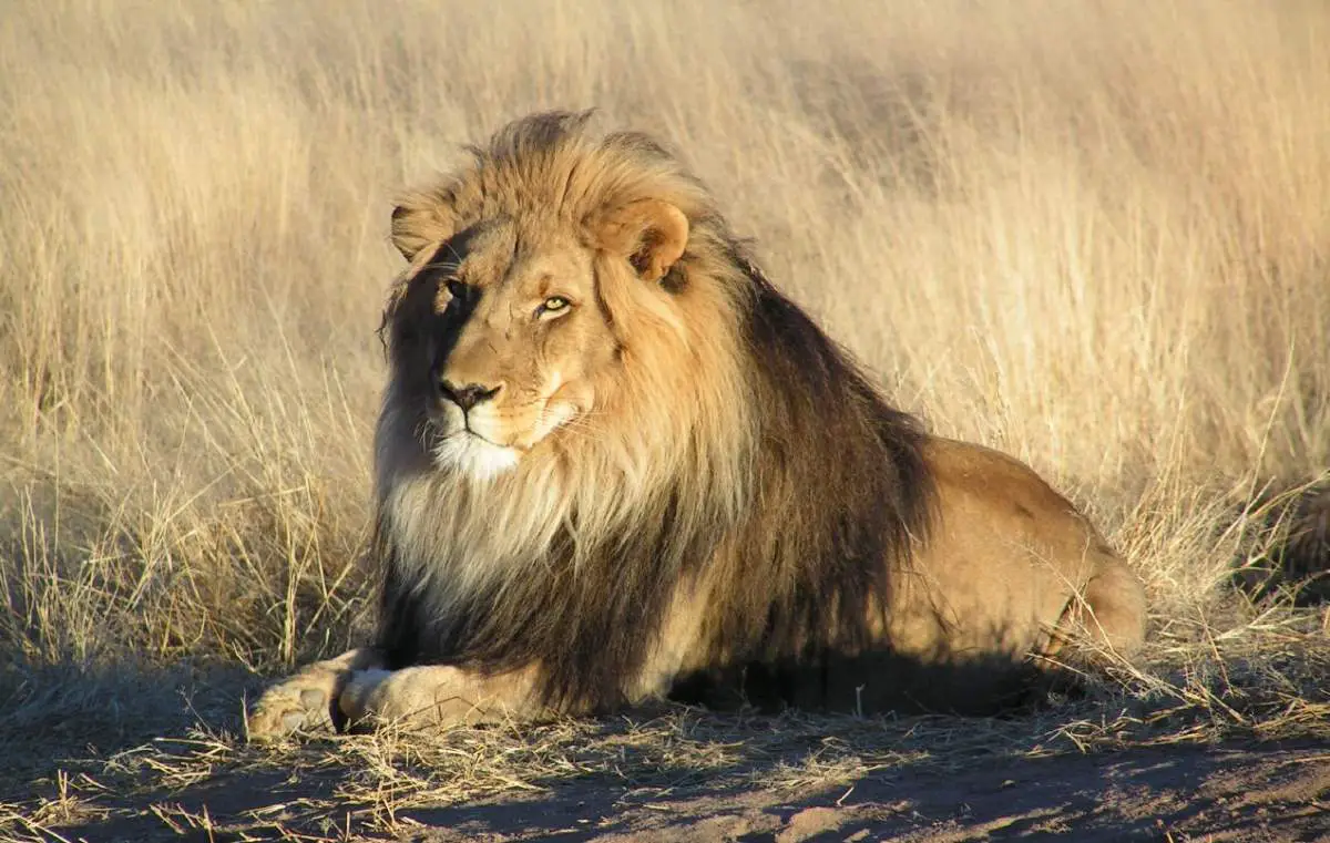 Most powerful bite forces in carnivore land mammals: Male Lion