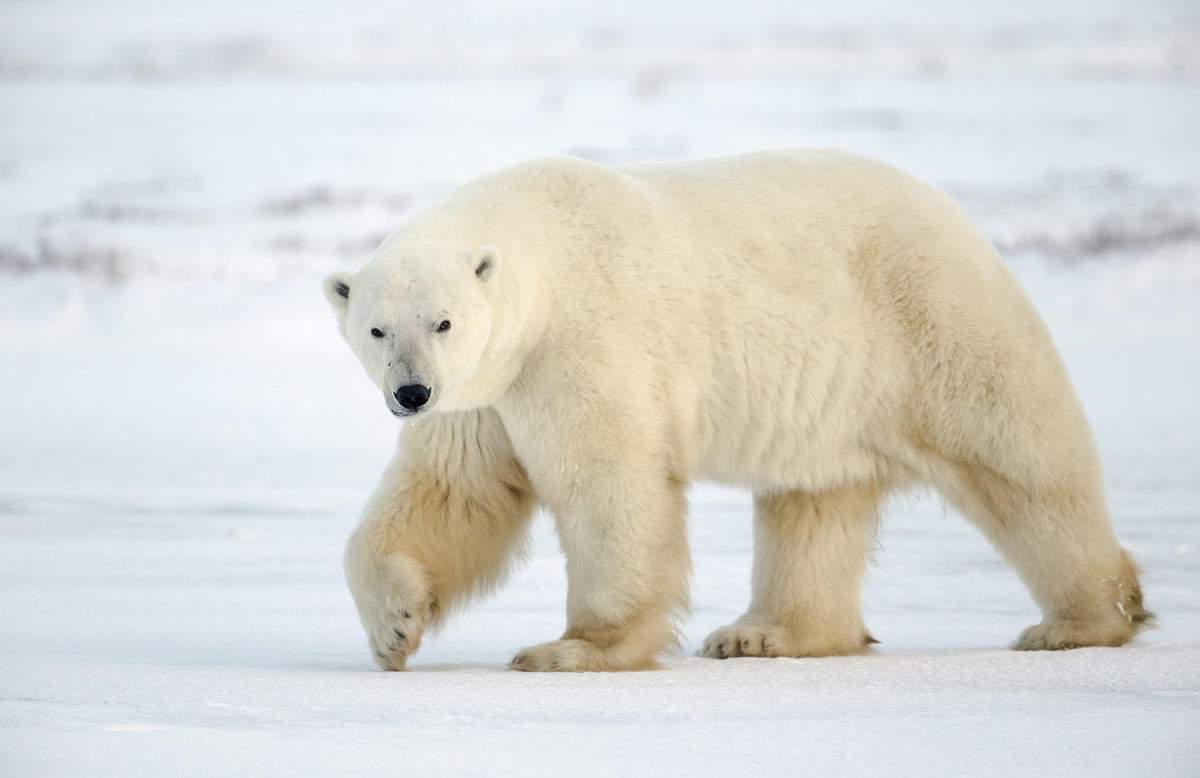 Most powerful bite forces in carnivore land mammals: Polar Bear