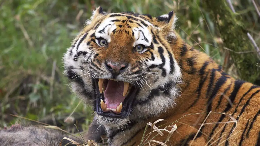 Most powerful bite forces: A snarling Siberian tiger
