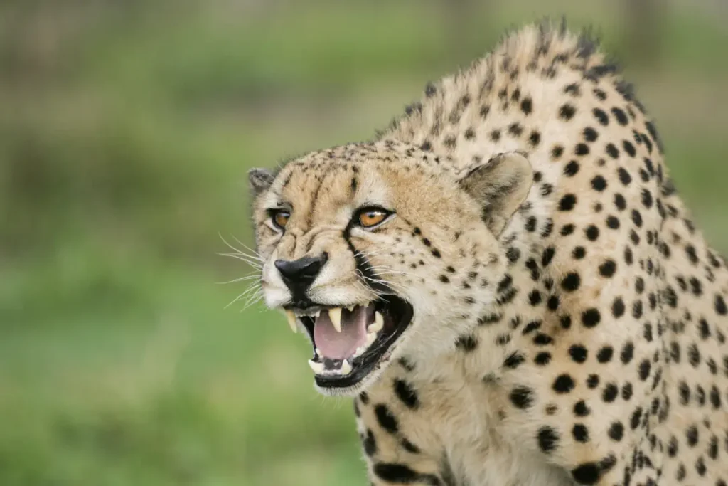 Most powerful bite forces in carnivore land mammals: An adult male African Cheetah snarling and showing aggressive behavior