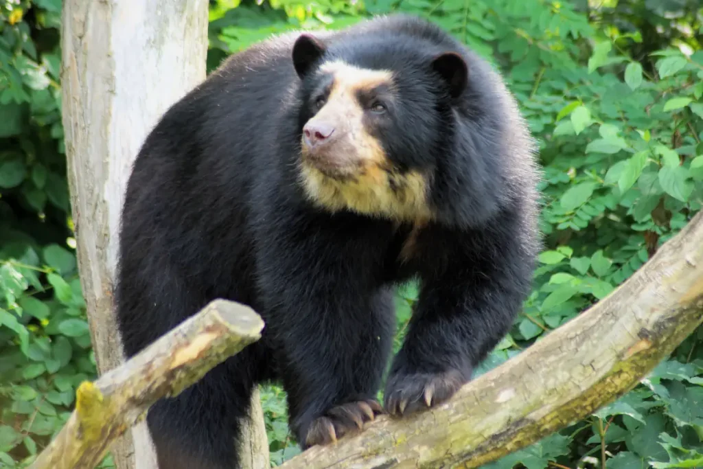 Most powerful bite forces in carnivore land mammals: Spectacled bear