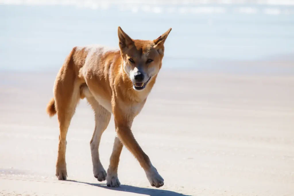 A Dingo in Fraser Island, Australia