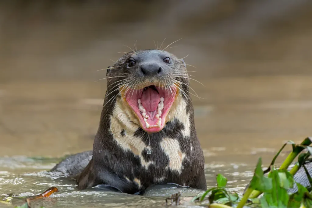 Most powerful bite forces in carnivore land mammals: Giant otter