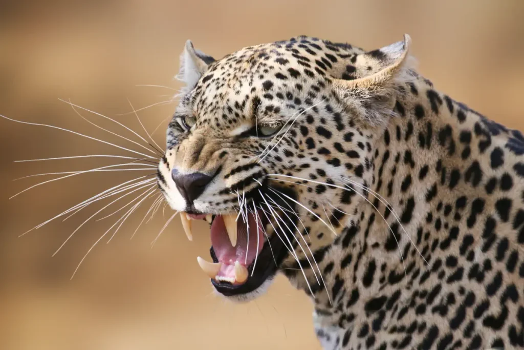 Most powerful bite forces in carnivore land mammals: A snarling leopard