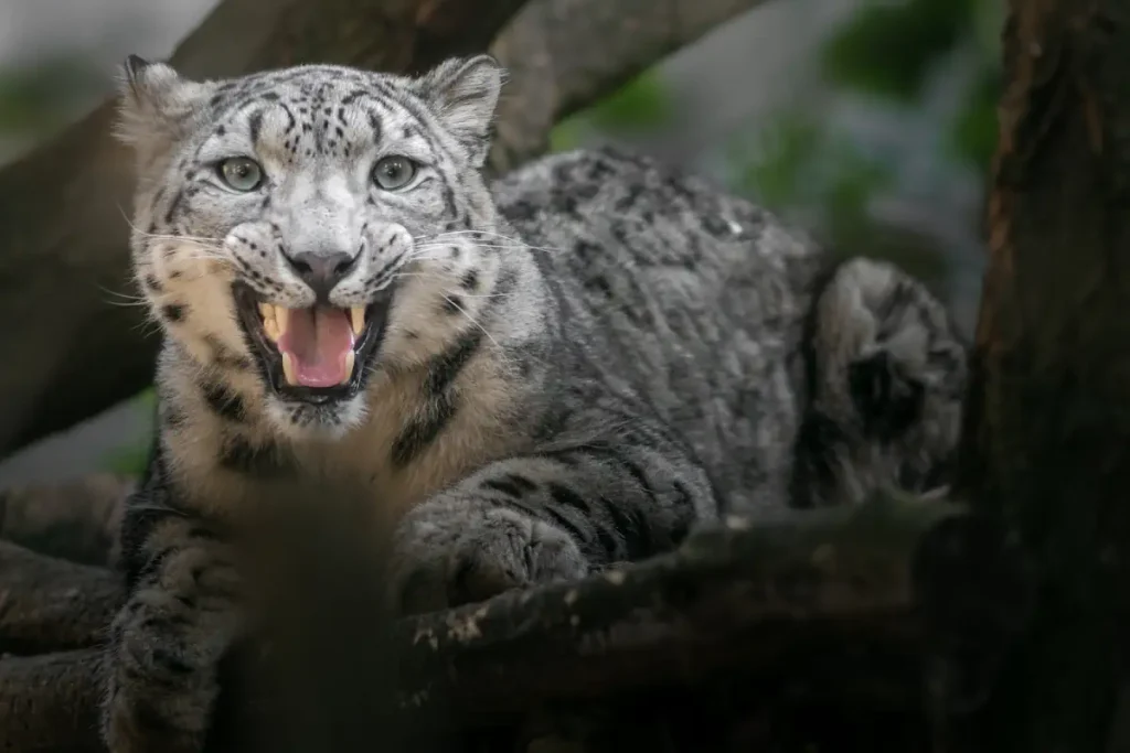 Most powerful bite forces in carnivore land mammals: Snow Leopard