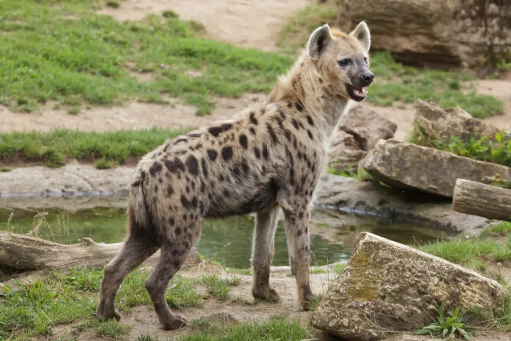 Most powerful bite forces in carnivore land mammals: Spotted hyena