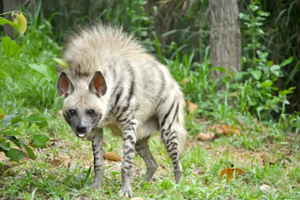 Most powerful bite forces in carnivore land mammals: A striped hyena