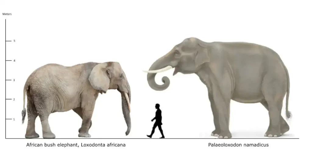 Largest prehistoric mammals: African bush elephant (Loxodonta africana) vs Palaeoloxodon namadicus vs 1.8-meter-tall human size comparison.