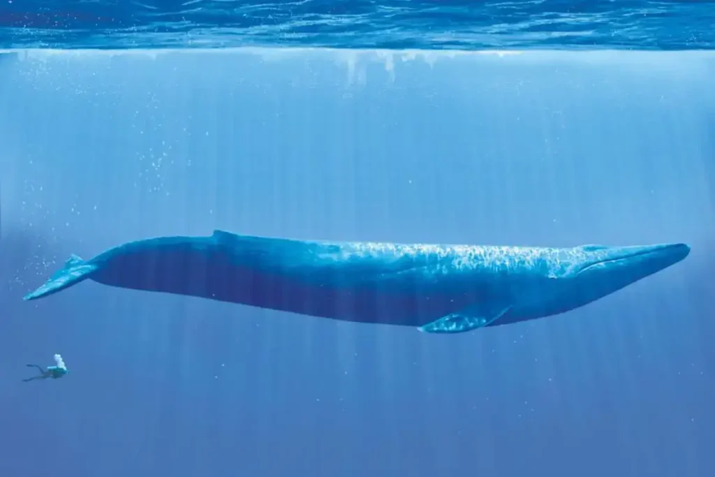 Blue whale and diver