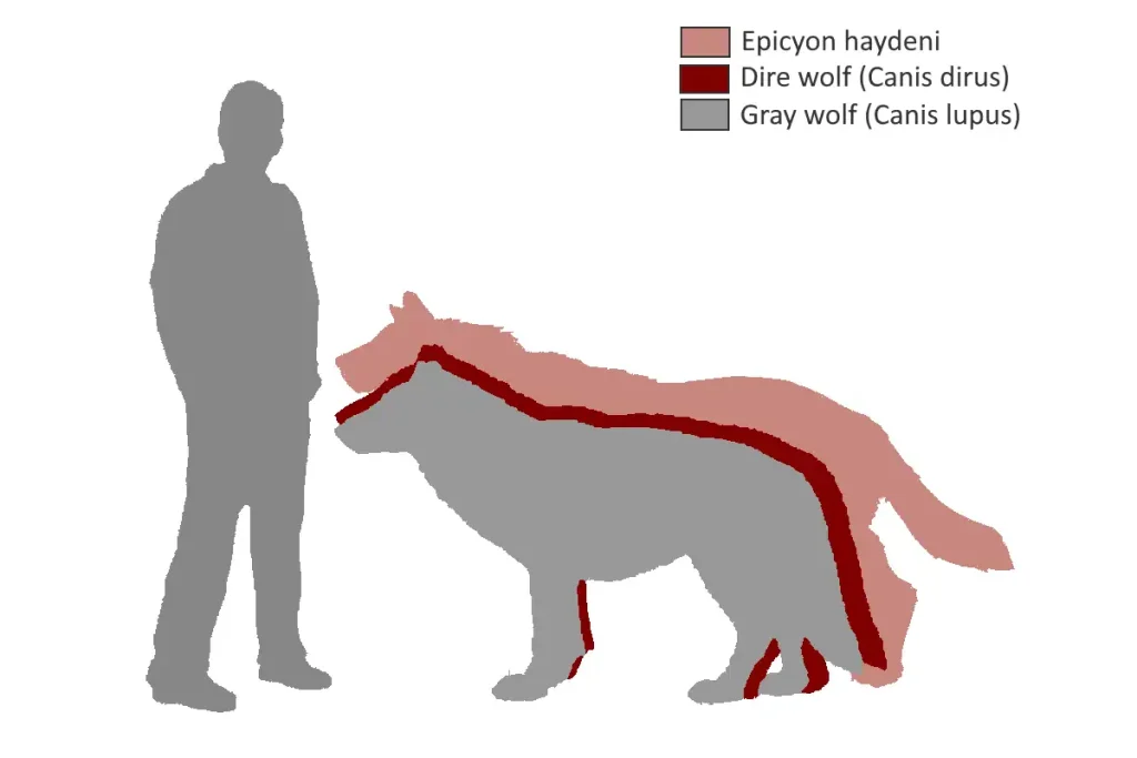 Largest prehistoric mammals: Epicyon vs Dire wolf vs Gray wolf vs 1.8 meters tall human size comparison.