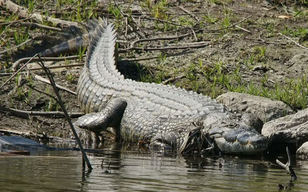 An adult Nile crocodile from Zambia