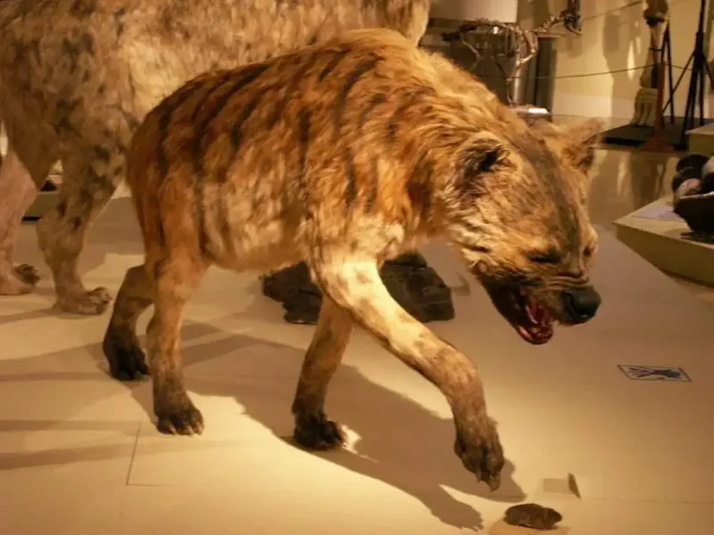 Largest prehistoric mammals: Pachycrocuta brevirostris reconstruction