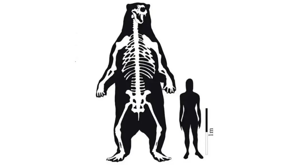 Largest prehistoric mammals: South American giant short-faced bear versus human size comparison