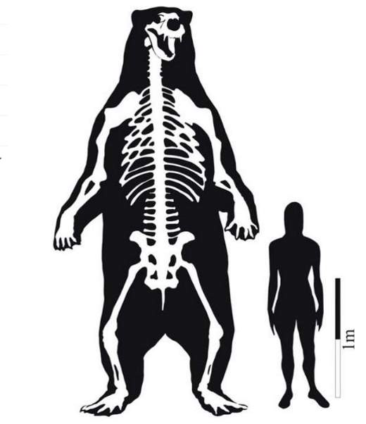 South American giant short faced bear