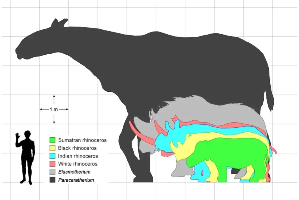 The largest prehistoric mammals: Size of Elasmotherium (giant rhinoceros, light grey) compared to a human and other rhinos