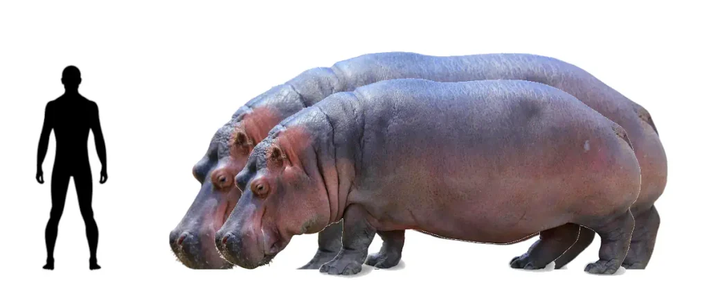 Largest prehistoric mammals: Hippopotamus gorgops vs Hippopotamus amphibius vs 1.8-meter-tall human size comparison.