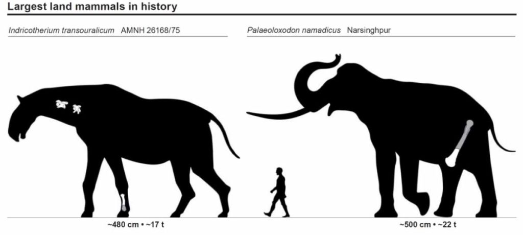 Largest land mammals ever