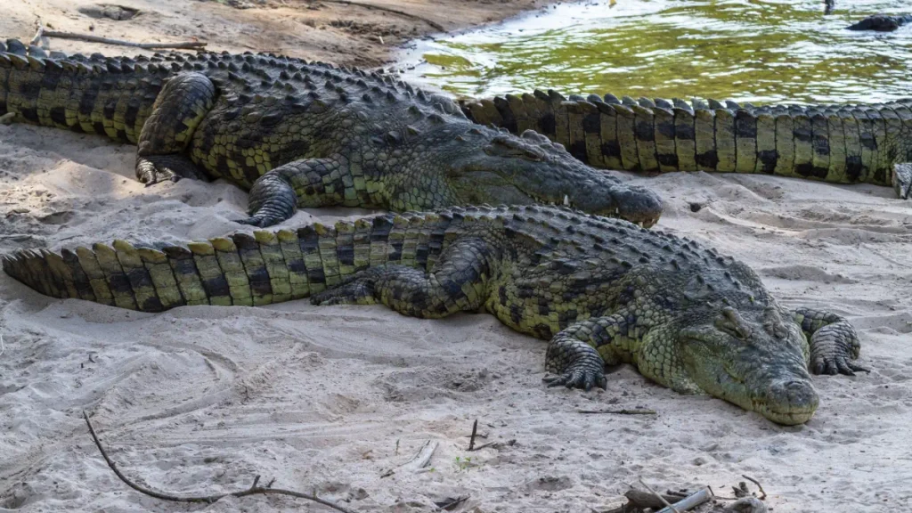 A group of Nile crocodiles