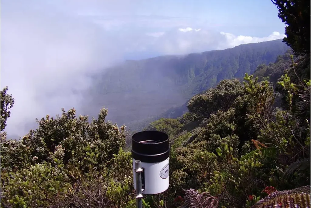 Wettest places on Earth: Big Bog, Maui, Hawaii