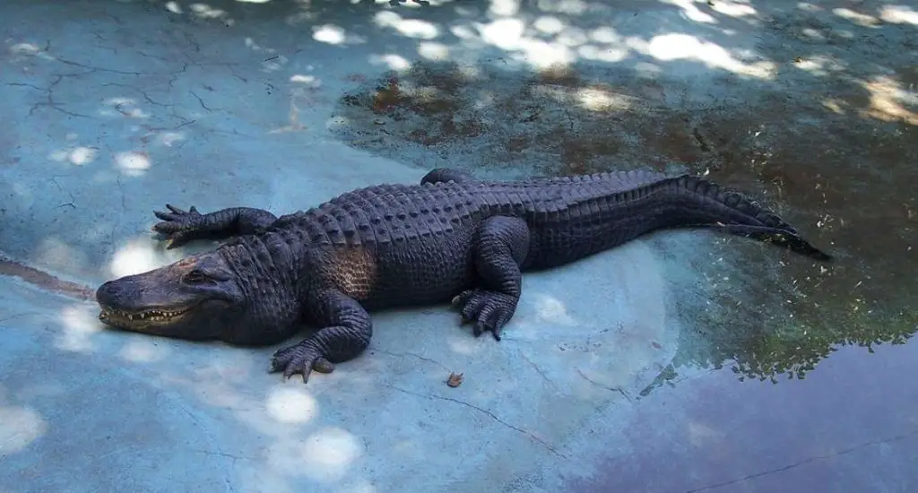Muja, the oldest alligator