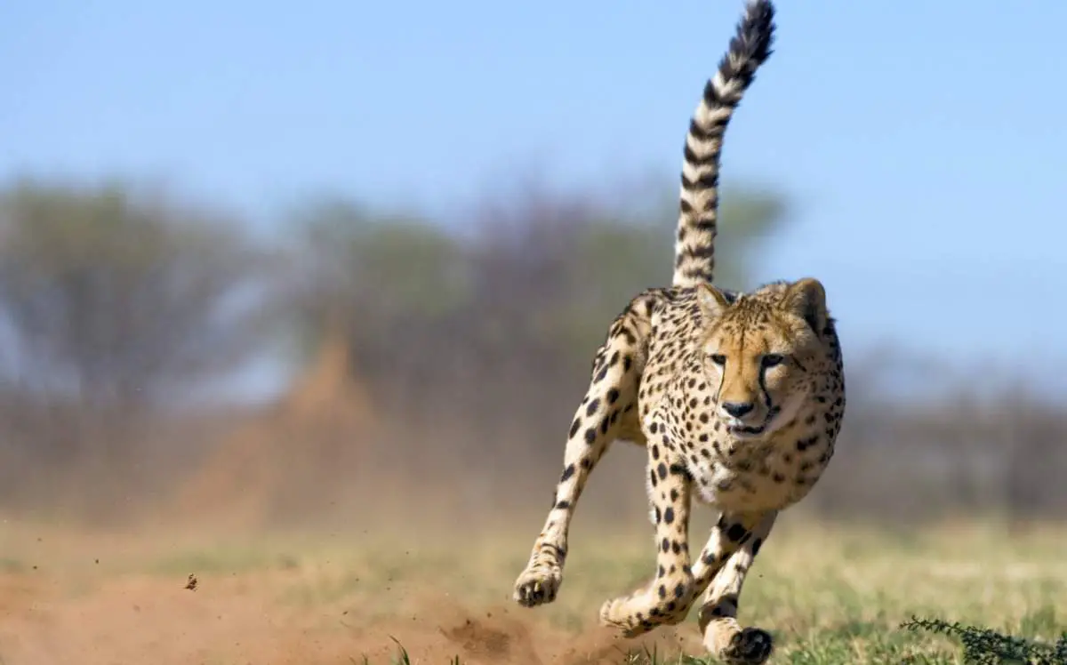 Cheetah running