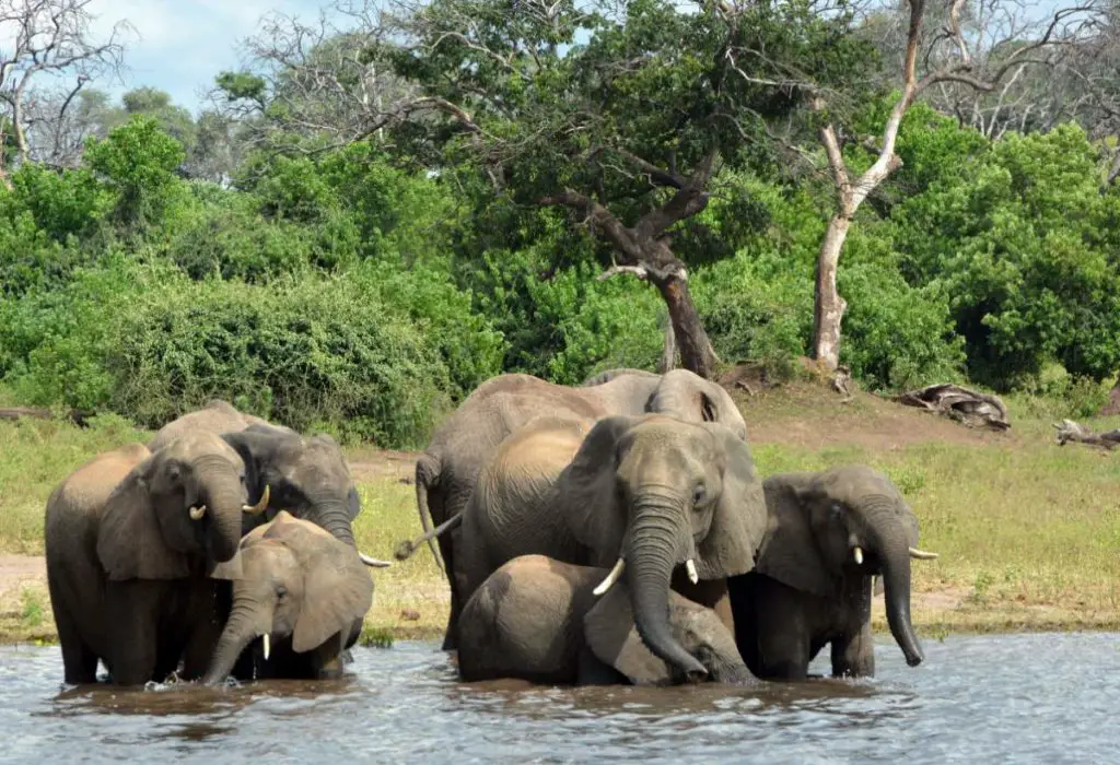 Elephants in Okavango Delta, Botswana