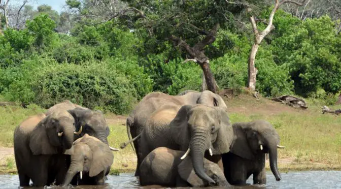Elephants in Okavango Delta, Botswana