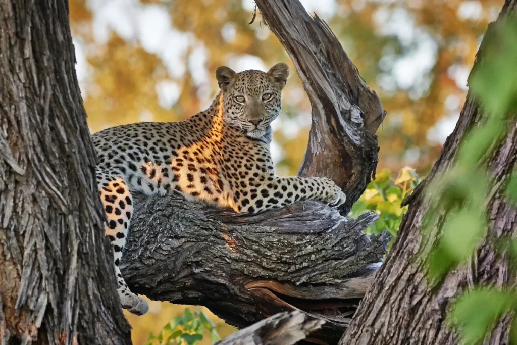A female leopard (Panthera pardus) in the Okavango Delta