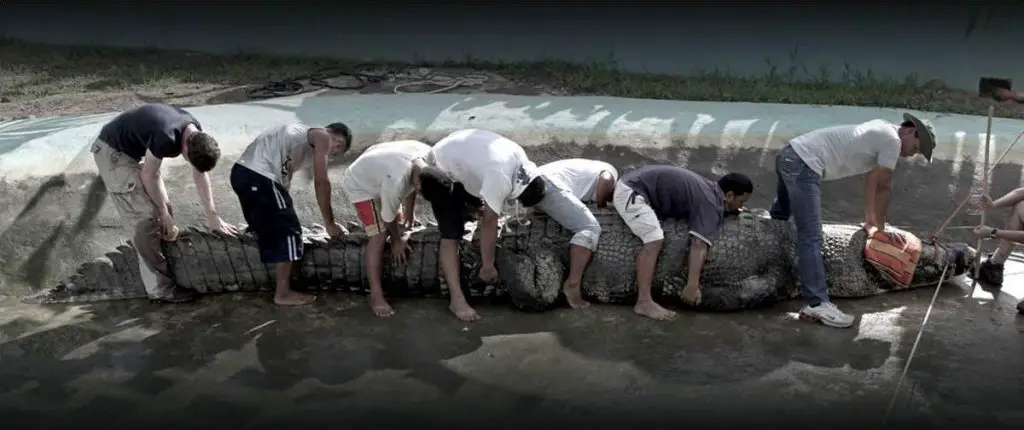 The size of Lolong, the largest crocodile ever measured