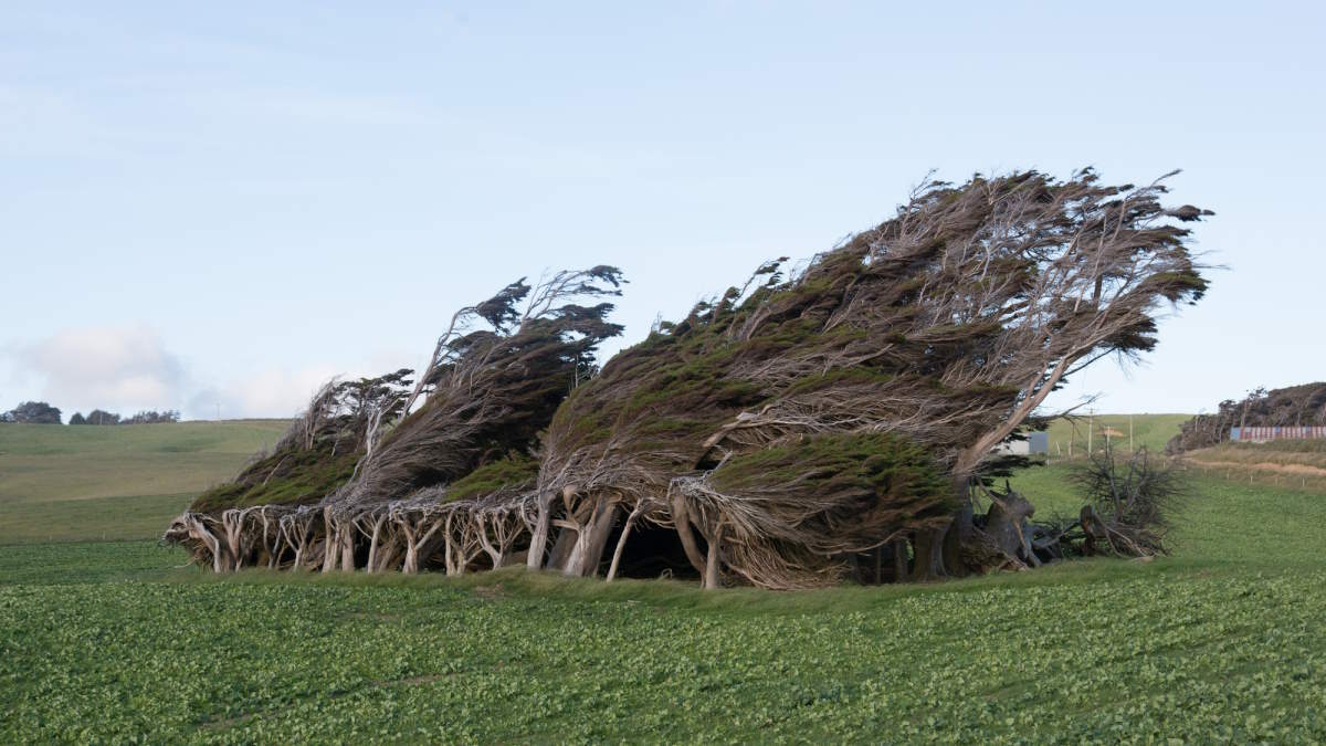 Twisted trees of Slope Point, the southernmost point of New Zealand