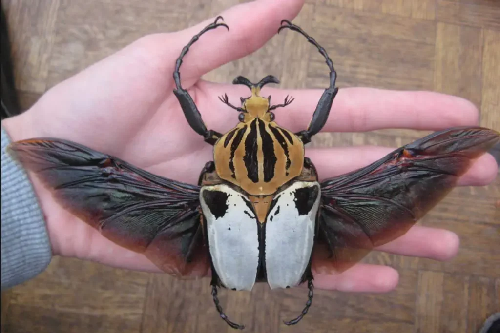 Goliath beetle on a human hand with wings open