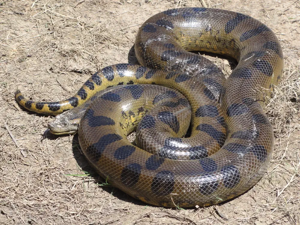 Green Anaconda