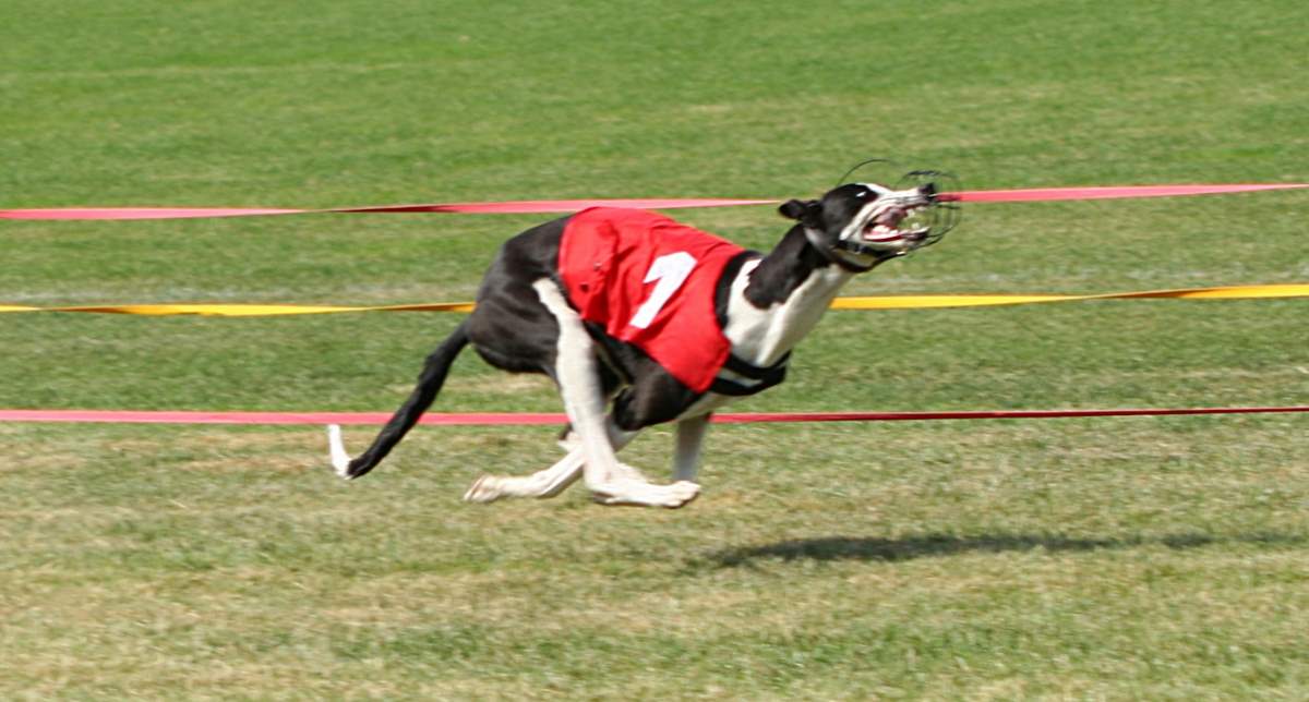 Fastest land animals: Greyhound running in a race