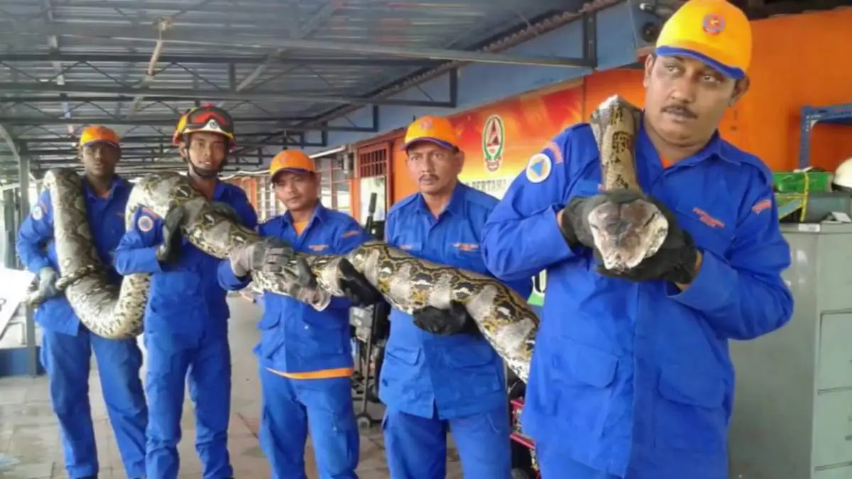 Largest snakes: Python captured in Malaysia