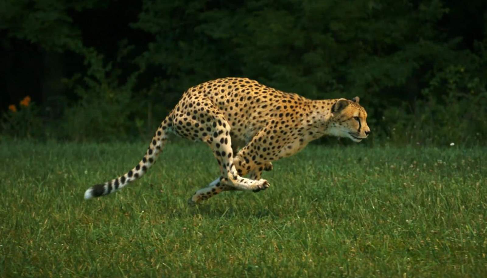 Fastest land animals: Sarah the cheetah, running