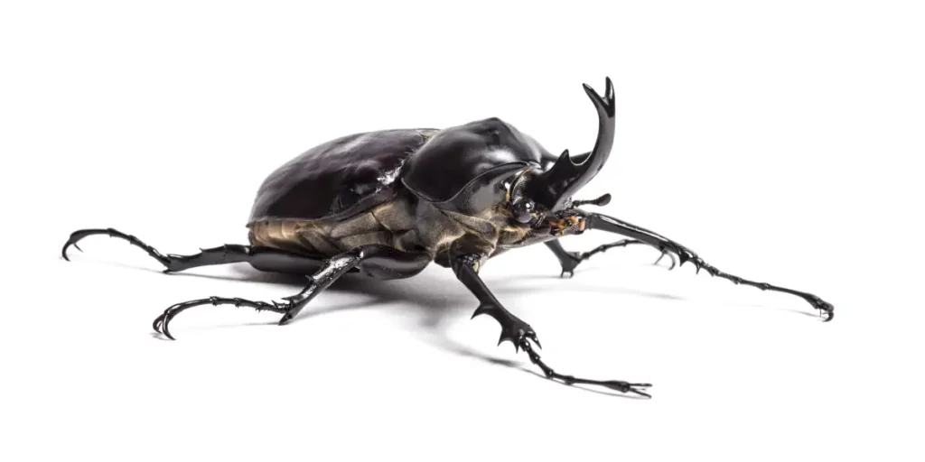 Largest insects in the world: Actaeon beetle
