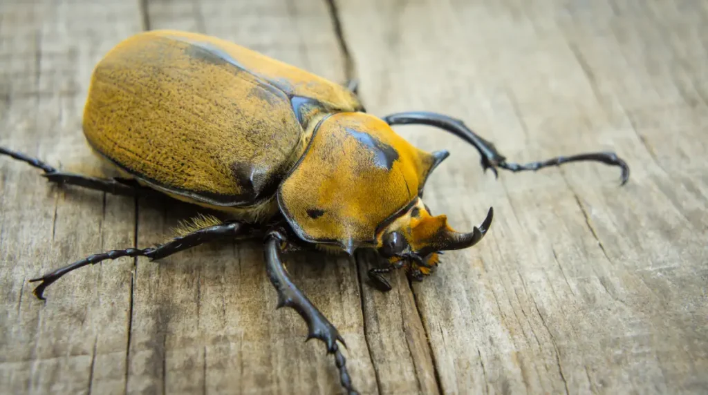 Largest insects in the world: Elephant beetle