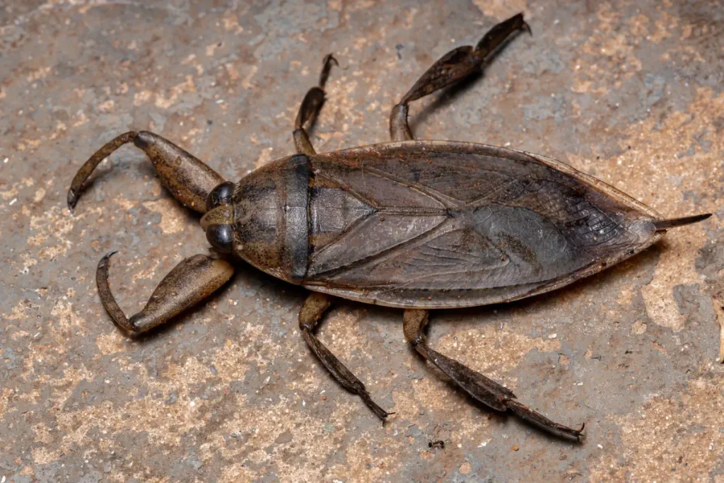 Giant Water Bug, one of the largest insects in the world