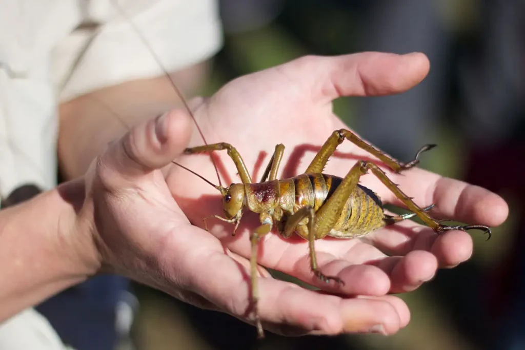 Giant weta, the heaviest insect in the world