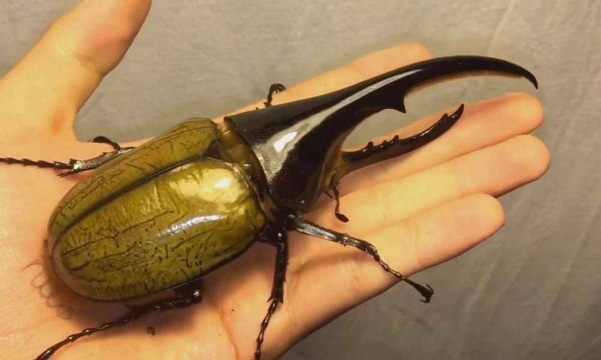 A Hercules beetle on human hand. One of the largest insects in the world.