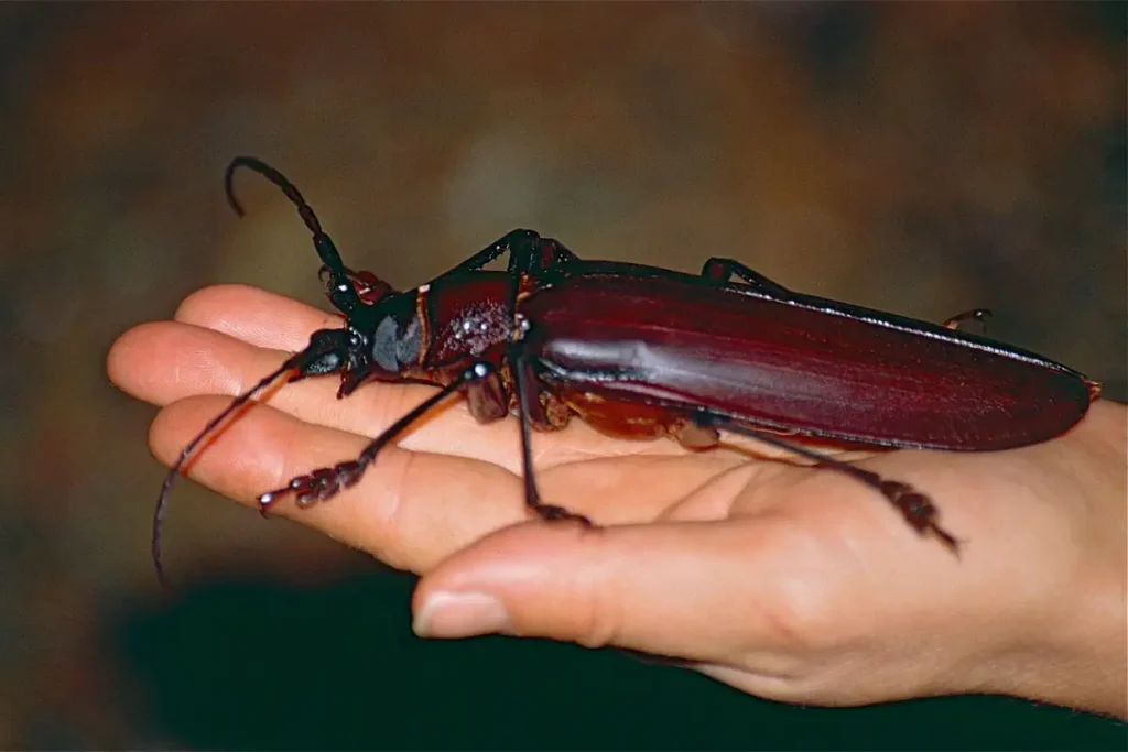 The Titan beetle (Titanus giganteus) is widely rated as the largest insect in the world