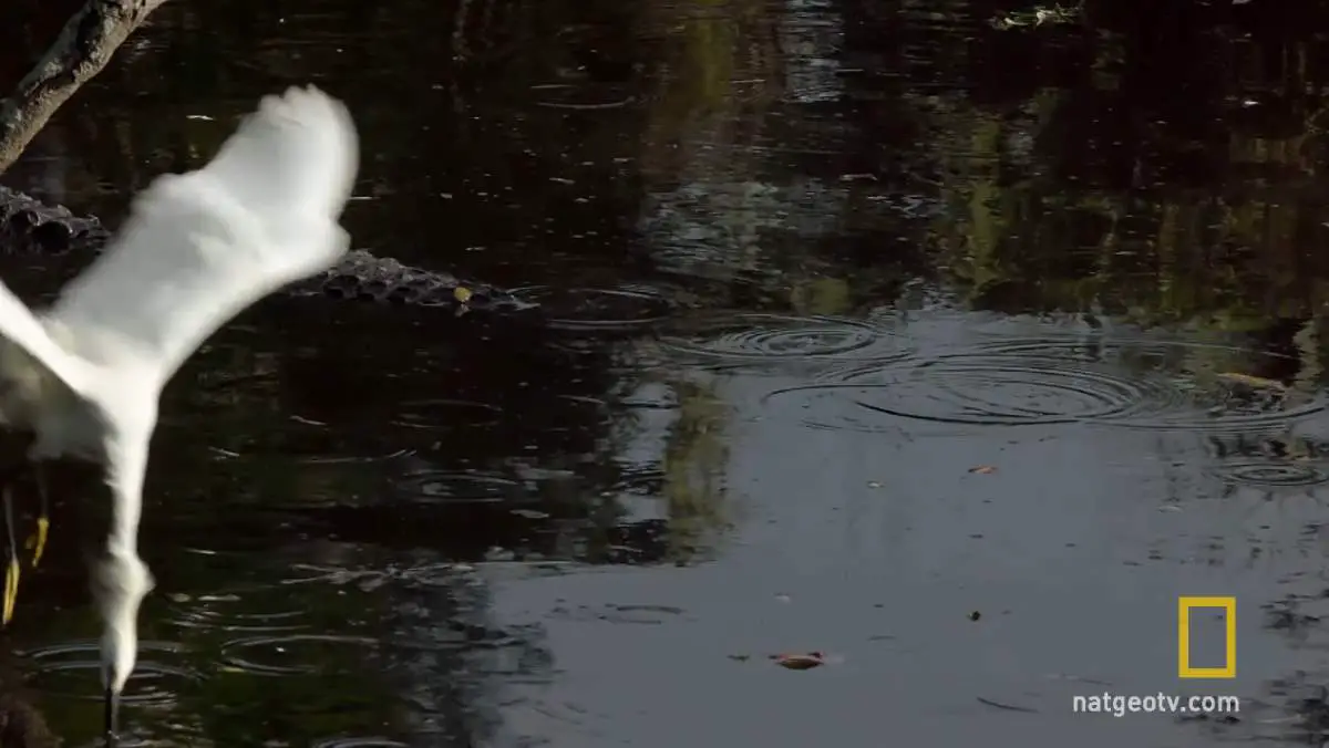 Gator Uses Bait Stick to Catch Egrets - 1