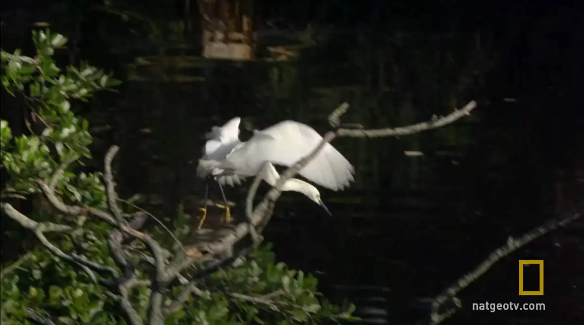 Gator Uses Bait Stick to Catch Egrets - 3