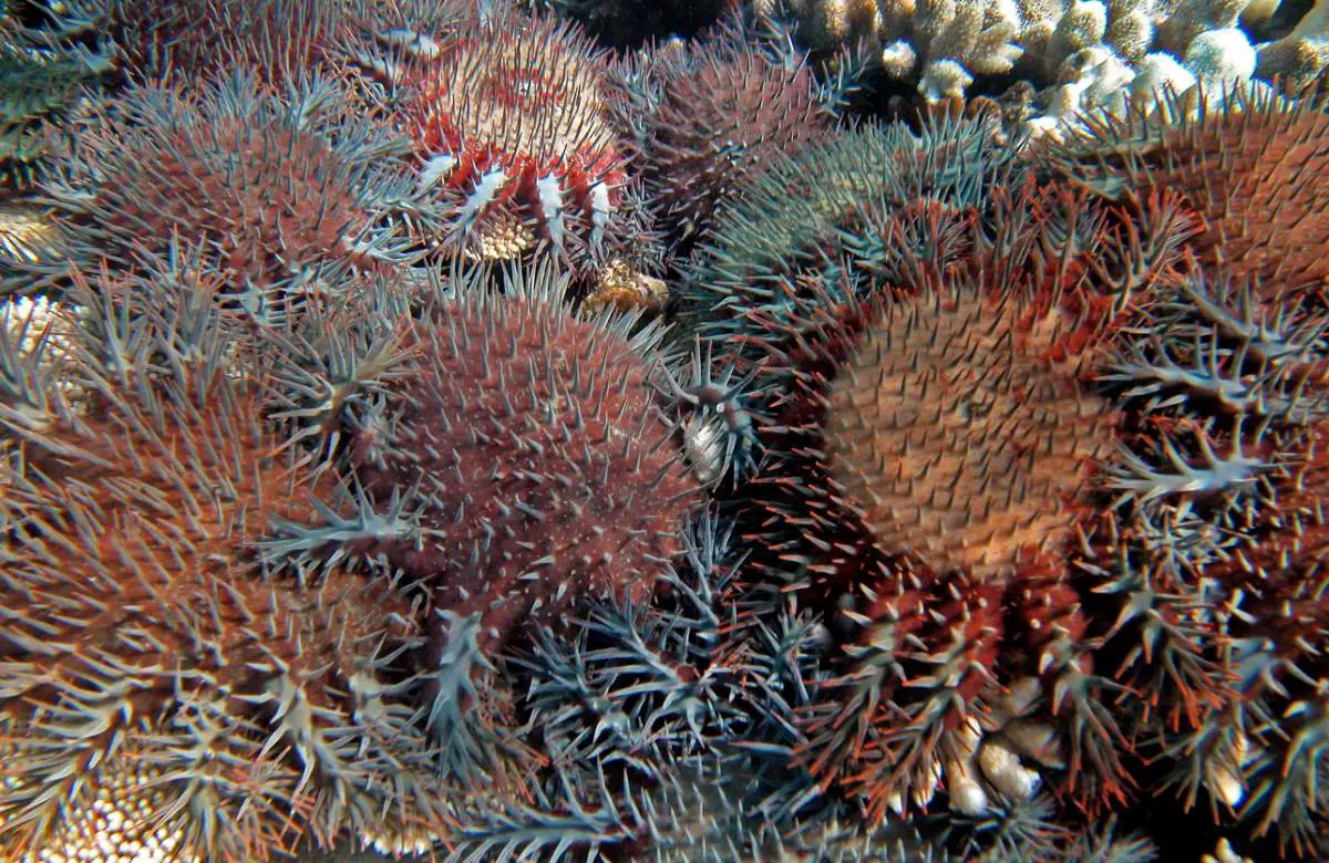 Crown-of-thorns starfish