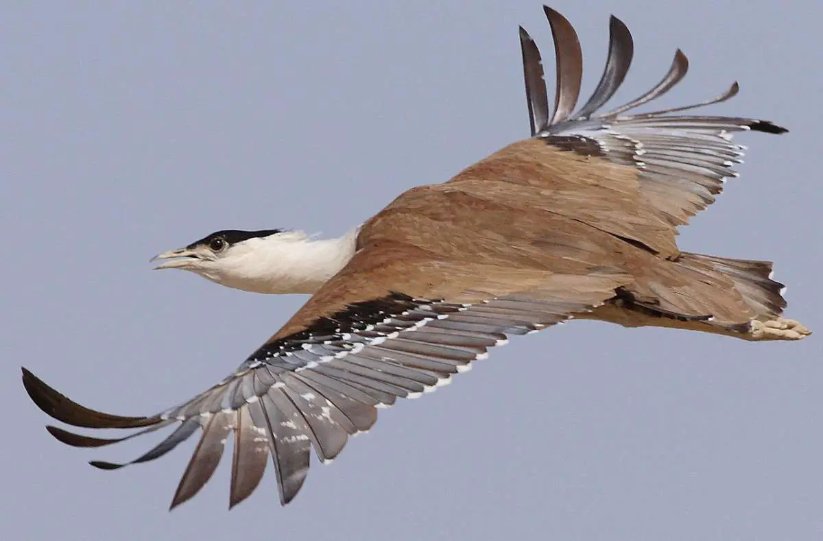 Common Misconceptions about Earth: Great bustard