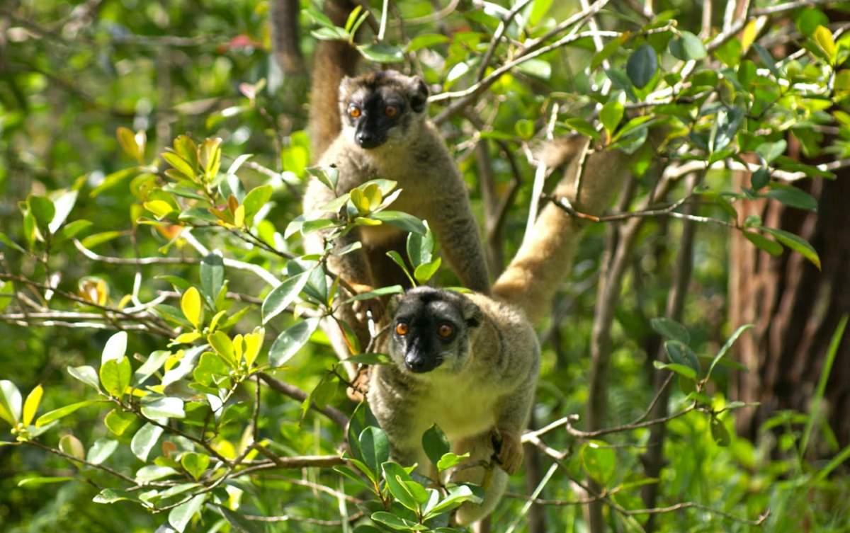 Places to See Before They Have Vanished: Lemurs