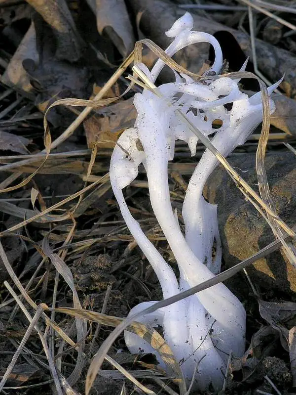 Amazing and Rare Natural Phenomena: Frost Flower