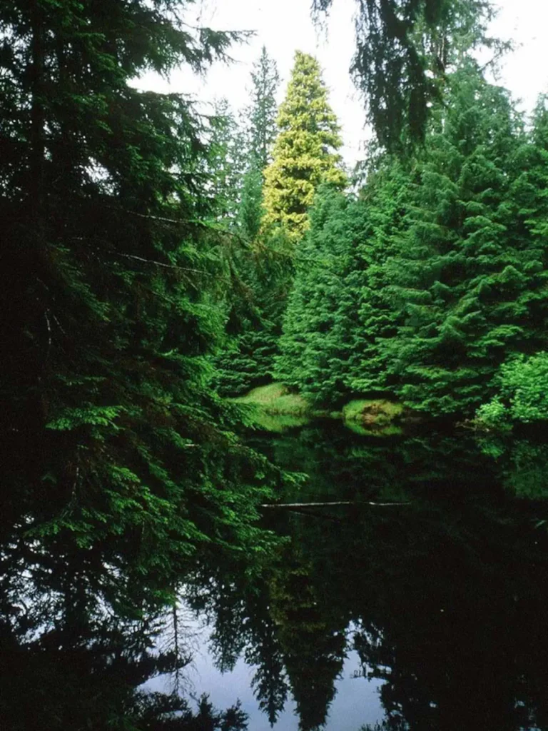 Recently lost natural wonders: The Kiidk'yaas "Golden Spruce" tree in 1984