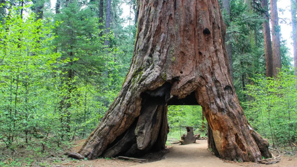Recently lost natural wonders: Pioneer Cabin Tree